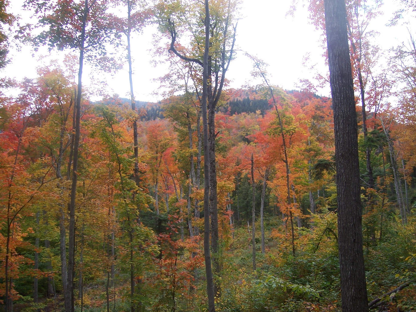 fall foliage in New Hampshire