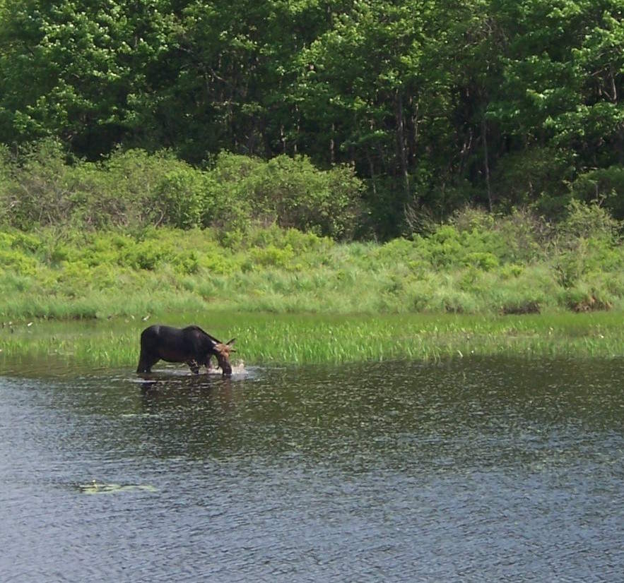 moose quenching thirst in Vermont